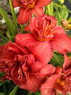 Кореневище лілійника Дабл Фаеркрекер 1 шт.