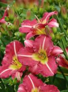 Кореневище лілійника Матрьошка 1 шт.