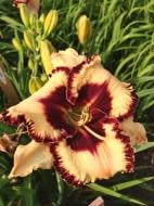 Кореневище лілійника Оупен май Айз 1 шт.