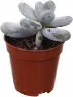Растение комнатное Пахифитум 6х8 см