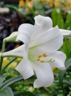 Луковица лилии ЛО Уайт Триумф 1 шт.