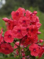 Кореневище флокса Джуліглат 1 шт.