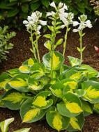 Корневище хосты Сансет Грувес 1 шт. Корневище хосты Сансет Грувес 1 шт.