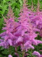 Кореневище астільби Аметіст 1 шт.