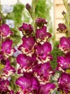 Бульбоцибулина гладіолуса Колор Клаб 5 шт.