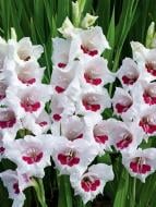 Клубнелуковица гладиолуса Фиорентина 5 шт.