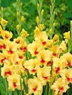 Бульбоцибулина гладіолуса Джестер 9 шт.