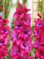 Клубнелуковица гладиолуса Люмире 7 шт.