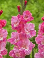 Бульбоцибулина гладіолуса Пінк Паррот 7 шт.