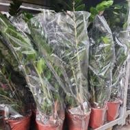 Растение Замиокулькас 19х90