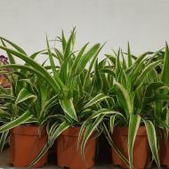 Растение Хлорофитум 12х20 зеленый вариегатный