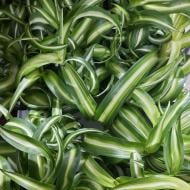 Растение Хлорофитум 12х20 зеленый вариегатный кучерявый