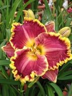 Кореневище лілійника Дарія 1 шт.