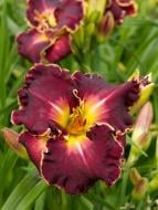 Кореневище лілійника Екселент 1 шт.