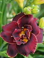 Кореневище лілійника Найт Імберс 1 шт.