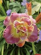 Кореневище лілійника Анлок Зе Старс 1 шт.