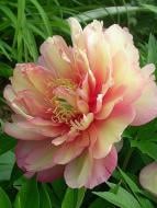 Корневище пиона ИТО Джулия Роуз 1 шт. Корневище пиона ИТО Джулия Роуз 1 шт.