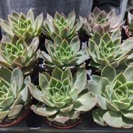 Растение Эхеверия 8х10 Maxxus