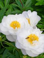 Корневище пиона Мисс Америка 1 шт. Корневище пиона Мисс Америка 1 шт.