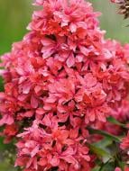 Кореневище флокса Клеопатра 1 шт.