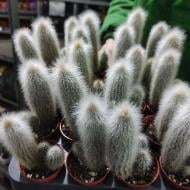 Растение Кактус 5х8 Cleistocactus Strausii