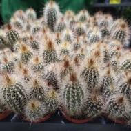 Растение Кактус 5х8 Pilosocereus Chrysostele