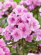 Корневище флокса Зенобия 1 шт.