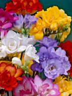 Клубнелуковица фрезии махровой смесь 1 шт.