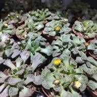 Растение Суккуленты 6х10 Titanopsis calcarea (пр-во Италия)