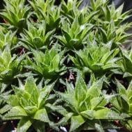 Рослина Хавортія 5х10 Concolor