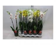 Растение Фаленопсис (орхидея) 12х60 2 ствола микс (Kw J.P. Konst & Zn BV)