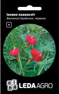 Насіння LedaAgro іпомея квамокліт Вогняний Кардинал червона 0,5 г (4820119793589)