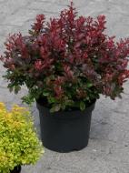 Растение Барбарис тунберга Atropurpurea Nana С3/Berberis thunb. Atropurpurea Nana