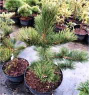 Растение Сосна черная / Pinus nigra Oregon Green С15