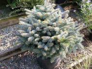 Растение Ель колючая / Picea pungens Montgomery С5