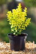 Растение Барбарис тунберга Maria С 3 / Berberis thunb.Maria