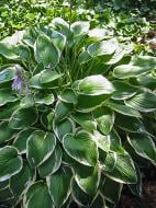 Корневище Heemskerk Vasteplanten B.V. хосты Франси 1 шт.