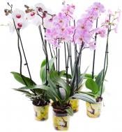 Растение Фаленопсис 2 ствола d12 h50-60 см F2