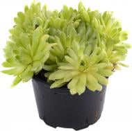 Рослина Семпервівум мікс d9