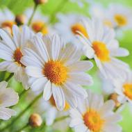 Набор для детского творчества Strateg Полевые воспоминания HEE16324