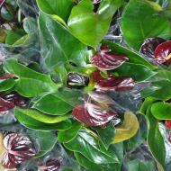 Растение Антуриум 14x50 черный Paris Растение Антуриум 14x50 черный Paris