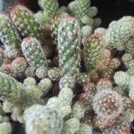 Растение Кактус 5х8 Mammillaria Elongata микс