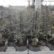 Растение Корокия 12х37 Cotoneaster