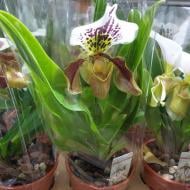 Растение Пафиопедилум (орхидея) 12х40 крупноголовый Amerikaanse Hybride