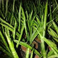 Рослина Сансевієрія 8х20 мікс