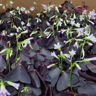 Растение Оксалис (кислица) треугольная 10х15