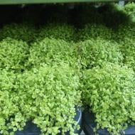 Рослина Солейролія 9х11 салатова Aurea