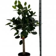 Растение Фикус бенгальский 27х135 на стволе