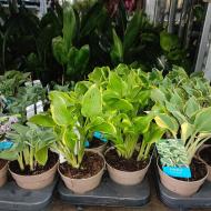 Рослина Хоста 13х25 мікс