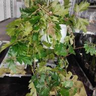 Растение Циссус 17х60 rhombifolia ellen danica в подвесе